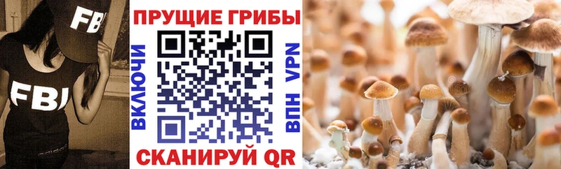 купить наркотики цена  Ивдель  Псилоцибиновые грибы MAGIC MUSHROOMS 